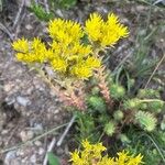 Petrosedum montanum Blüte