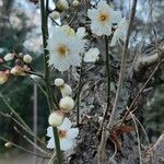 Prunus mume Flor