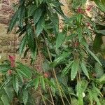 Pavonia multiflora Habit