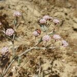 Eriogonum angulosum Staniste