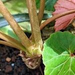 Begonia cardiocarpa Кора