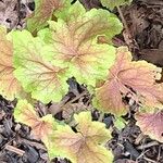 Heuchera americana 葉