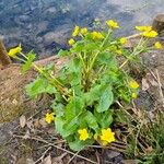 Caltha palustris عادت داشتن