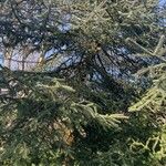 Abies pinsapo Συνήθη χαρακτηριστικά