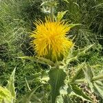 Carthamus arborescens Flor