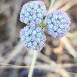 Oliveria decumbens Blomma