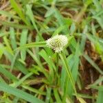 Cyperus sesquiflorus (Torr.) Mattf. & Kük.Flower