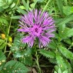 Centaurea scabiosaफूल