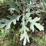 Cussonia paniculata Blad