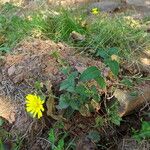 Hieracium virgultorum Habitus