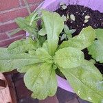 Calendula officinalisHoja