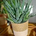 Aloe humilis Hoja