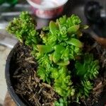 Sedum spathulifoliumLeht