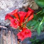 Campsis x tagliabuana Flower