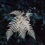 Pteridium aquilinum Leaf