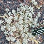 Sedum mendozae 形态