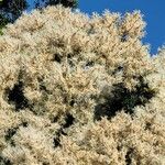 Melaleuca linariifolia ফুল