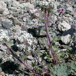 Ipomopsis congesta Habit