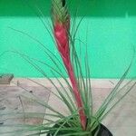 Tillandsia punctulata Hoja