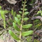 Blechnum tabulare Leaf