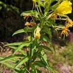 Oenothera parviflora Цветок