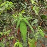 Debregeasia longifolia Leaf