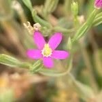 Centaurium tenuiflorum Kukka