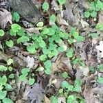 Dichondra carolinensis Feuille