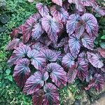 Begonia brevirimosa Leaf