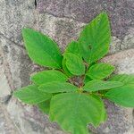 Desmodium tortuosum Folha