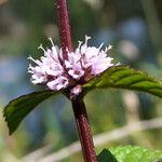 Mentha arvensis Цвят