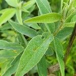 Desmodium canadense Blatt