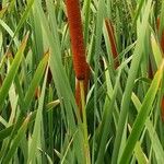 Typha latifolia Gyümölcs