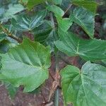 Acer rubescens Hoja