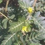 Tribulus terrestris Feuille