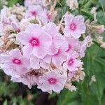 Phlox maculata Flower