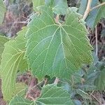 Vitis riparia Folha