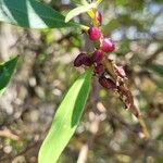 Myoporum laetum Fruit