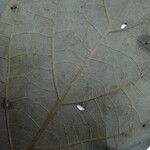 Ocotea amazonica Máis