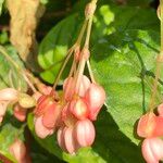 Begonia fuchsioides Gyümölcs