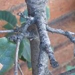 Quercus rotundifolia Bark
