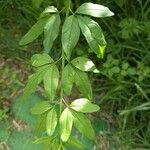 Jasminum mesnyi Fulla