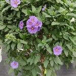 Lycianthes rantonnetii Libunga