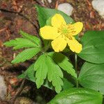 Anemone ranunculoides Blomst