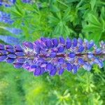 Lupinus perennis L.花