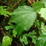 Begonia prismatocarpa Liść