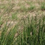 Paspalum virgatum Habit