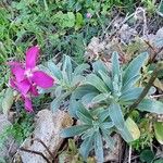 Matthiola incana Habit