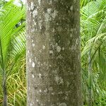 Roystonea oleracea Escorça