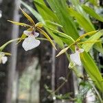 Prosthechea pastoris Flower